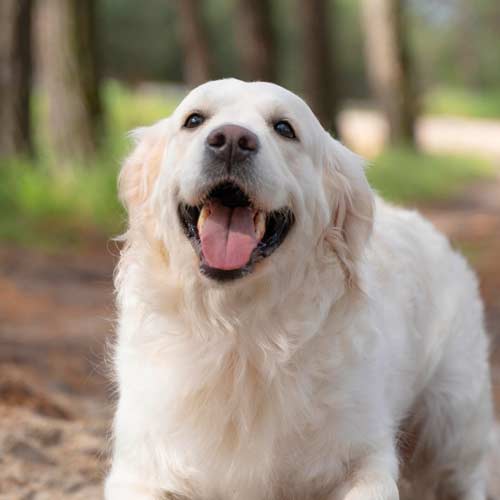 happy-golden-retriever