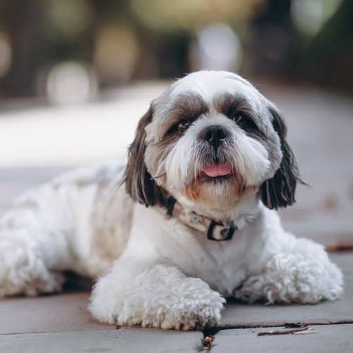 shih-tzu